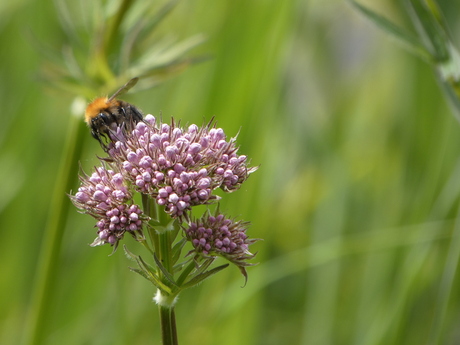 Akkerhommel