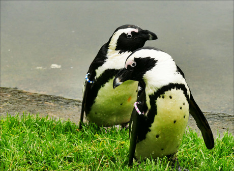 kom je nog...............................