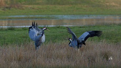 Paringsdans van de Kraanvogels op de Zunascheheide.