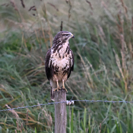 buizerd