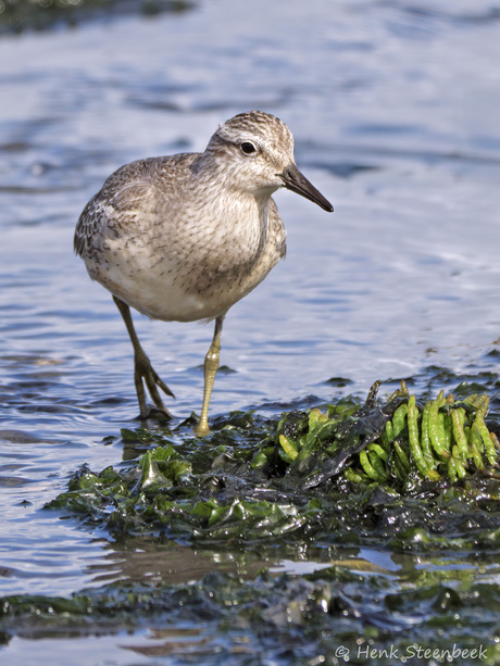 Kanoet in winterkleed