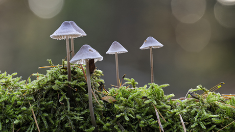 Grote bloedsteelmycena