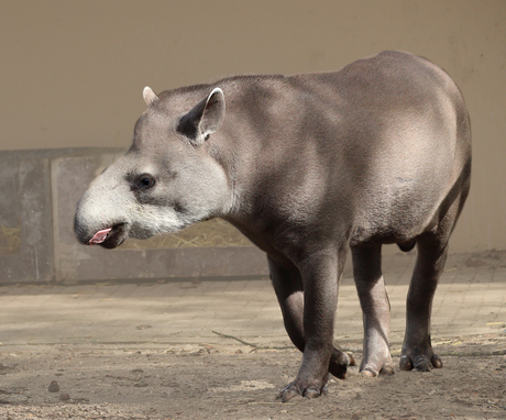 Tapir