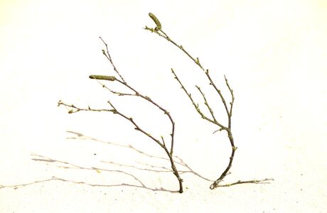 takje in zand