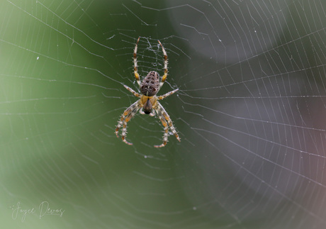 De Achtpotige Architect