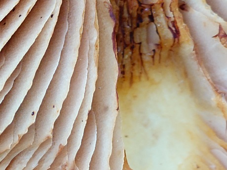 Paddenstoelen 