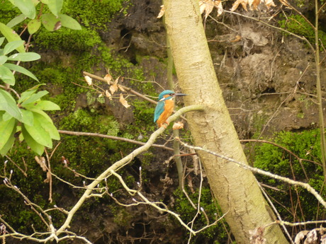 Eerste keer een ijsvogel gefotografeerd.. blij mee