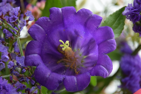Blauw