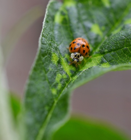 Lovely ladybug