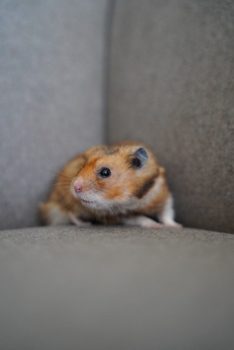 Goud Hamster