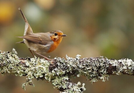 roodborst