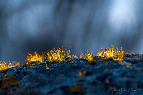 as morning wakes