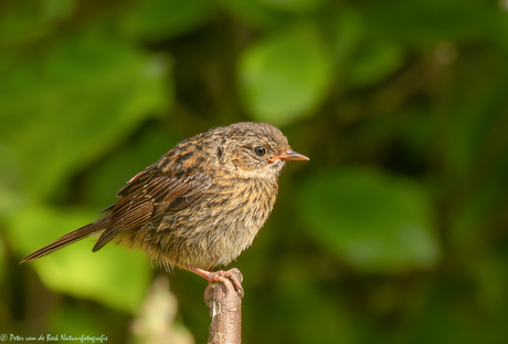 Juveniele heggenmus