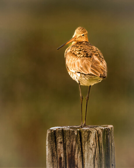 De grutto (Limosa limosa)