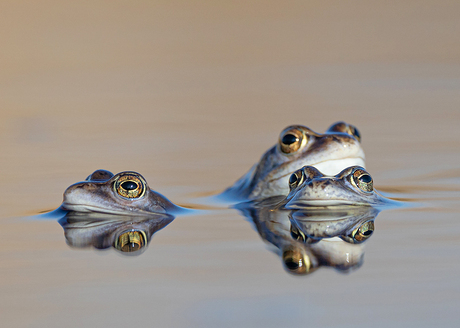 Ik heb een oogje op jou!