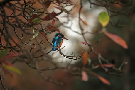 Ijsvogeltje in herfsttinten