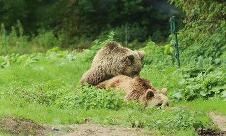 Ik zag twee beren ........