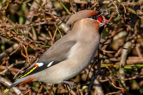 Pestvogel