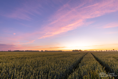 Zonsondergang boven het Tarwe