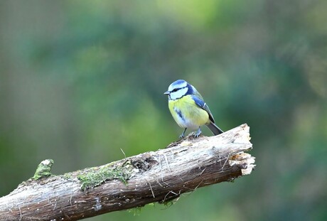 Eurasian Blue Tit