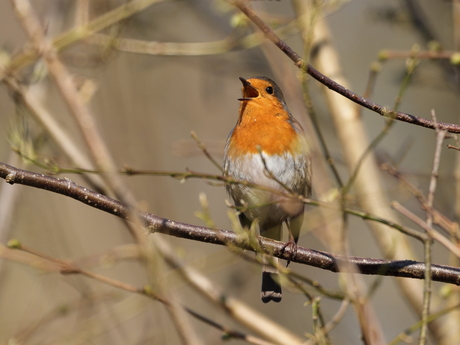Roodborst