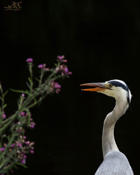 Reiger