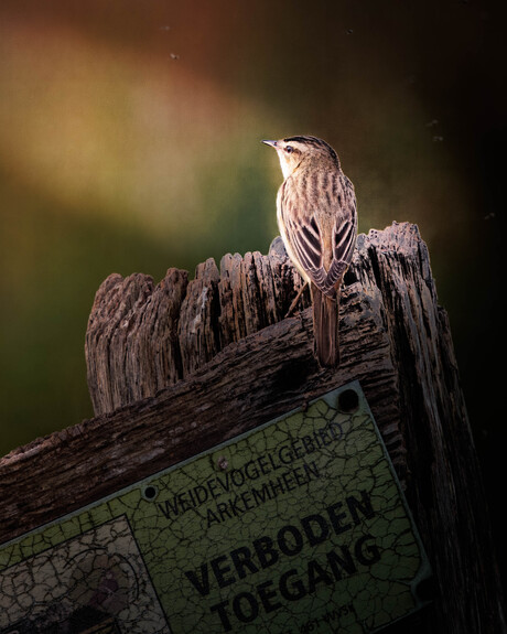 Rietzanger (Acrocephalus schoenobaenus)