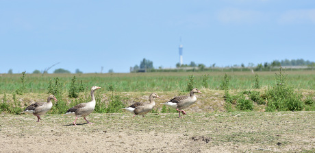 wildlife