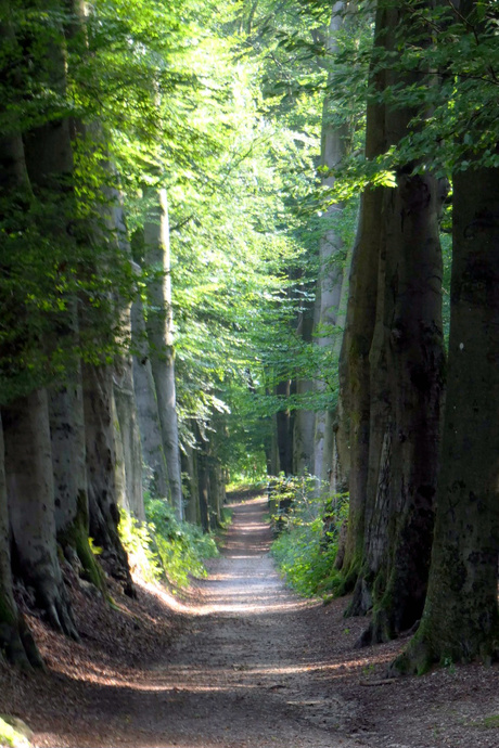 Pad tussen de bomen