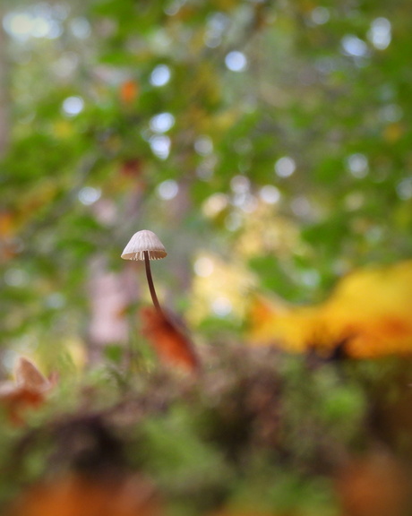 De herfst bekent kleur