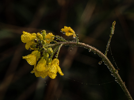 Op een mistige ochtend