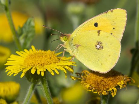 Oranje luzernevlinder