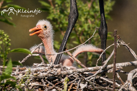 baby's lepelaars in Arboretum-Heempark Delft .