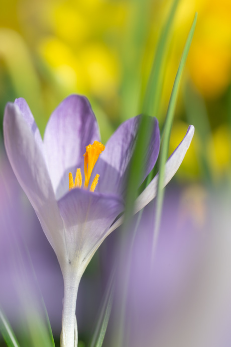 Krokus close-up