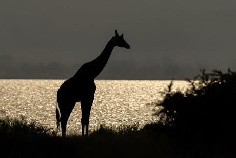 Silhouet van giraf