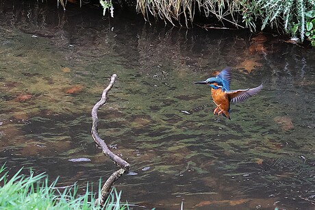 Ijsvogel voor de landing