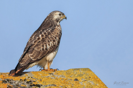 Buizerd