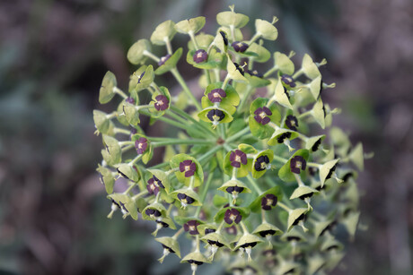 Mediterrane wolfsmelk