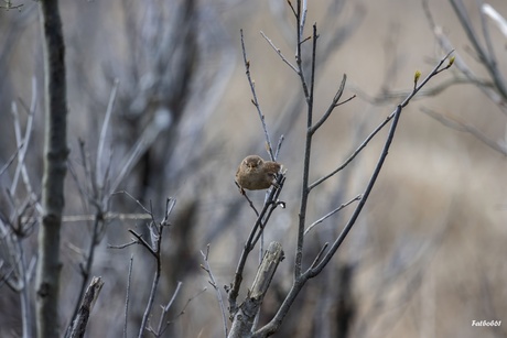 Winterkoninkje in spreidstand