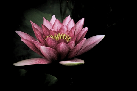 Flower.