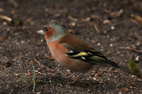 Vink