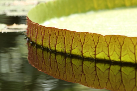 Victoria Amazonica