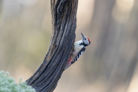 Middelste bonte specht
