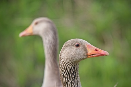 Portretfoto grauwe gans