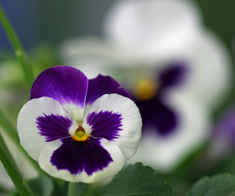 laatste viooltje van het seizoen