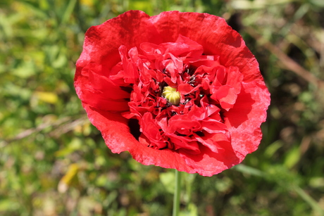 Papaver 2