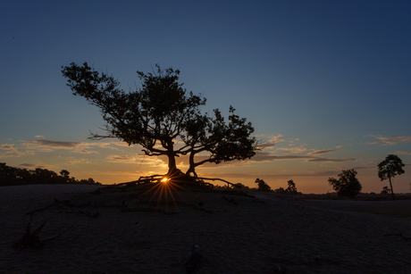 Vroegop voor zonsopgang .....
