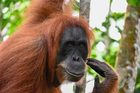 Bukit Lawang
