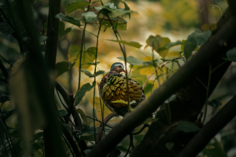 Kleurrijke vogel