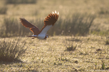 Kievit in gouden uur